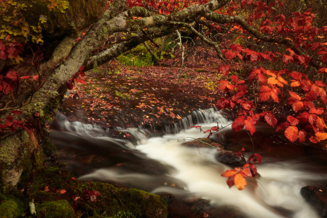 Otoño en el río Camesa