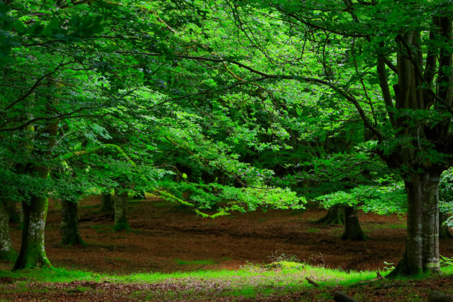 Bosque